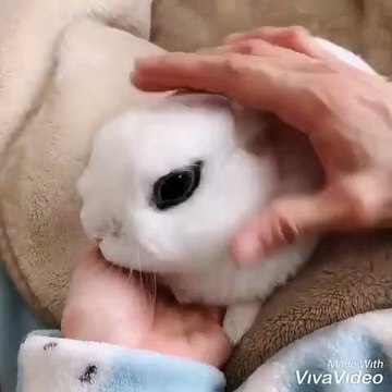 La réaction de ce petit lapin quand on le caresse est adorable. Regardez !