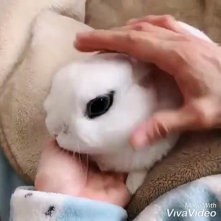 La réaction de ce petit lapin quand on le caresse est adorable. Regardez !