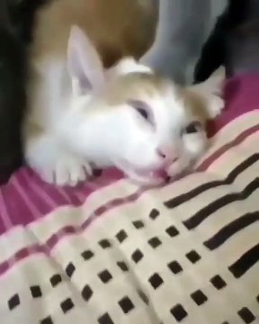 Cette chatte n'aime vraiment pas le nouveau chaton de sa maîtresse. Regardez ce qu'elle va lui faire !