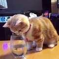 Ce chaton voit des petits poissons pour la première fois. Trop cute !