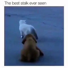 Voici le chiot espion le plus célèbre du monde. A mourir de rire !