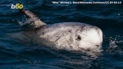 Rare Pod of White Dolphins Caught on Camera Giving a Performance for Some Fisherman