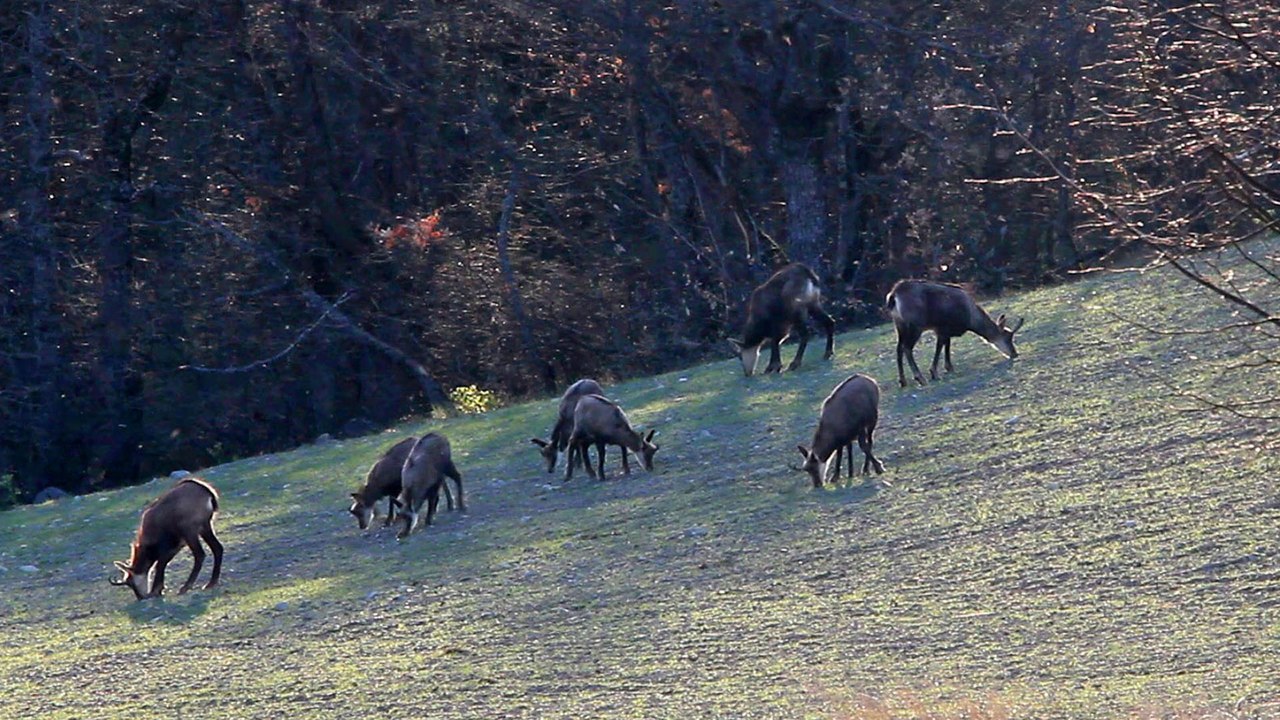 Chamoises le soir...
