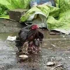 L'amour d'une maman poule n'a pas de limites. Émouvant !