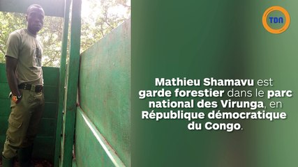 Deux gorilles prennent un selfie avec un garde forestier : la photo fait le tour du monde !