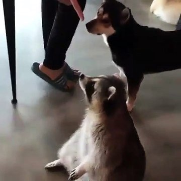 Quand un raton laveur est en surpoids, voici ce que ça donne. Marrant !