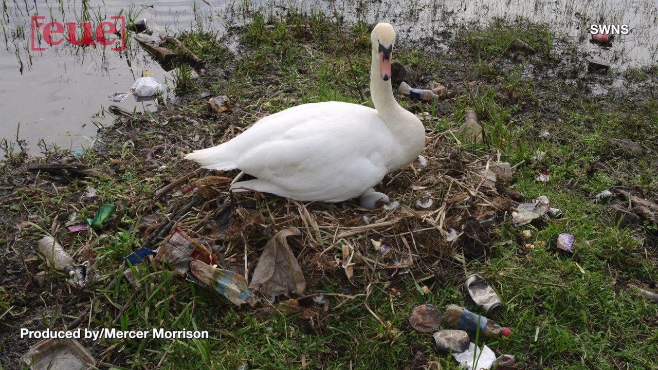 Images Showing Swans Building Nest Out of Trash...