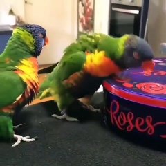 Ce perroquet est un excellent batteur. Époustouflant !