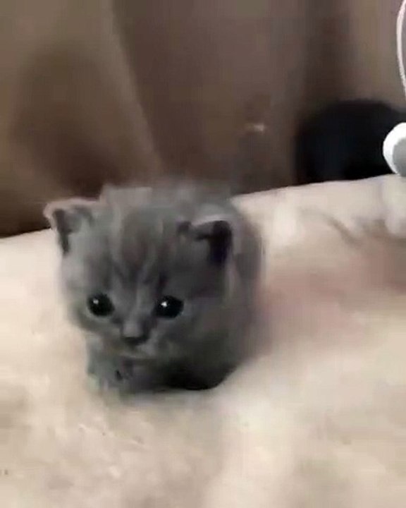 Ce chaton est d'une splendeur à vous donner des frissons. Trop beau !