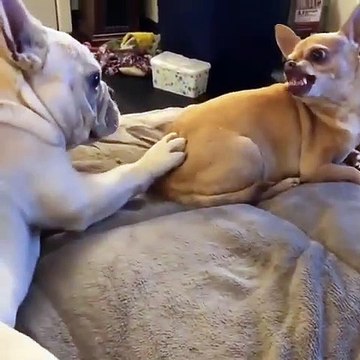 Quand un chien ne veux pas jouer, voici ce que ça donne. Hilarant !