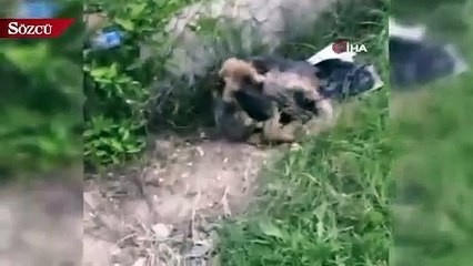 450 kilometre yol gelip, iki köpeği ölmek üzereyken kurtardılar