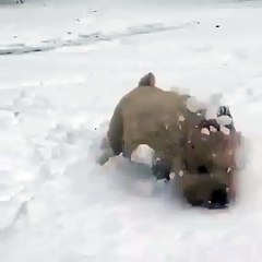 Quand un chiot adore la neige. Trop drôle !