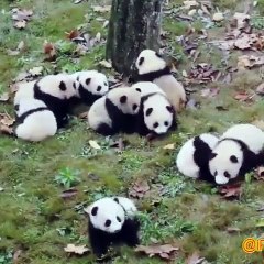 Ces pandas adorent jouer ensemble. Regardez !