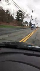 Pup Pals Strolling Down the Street