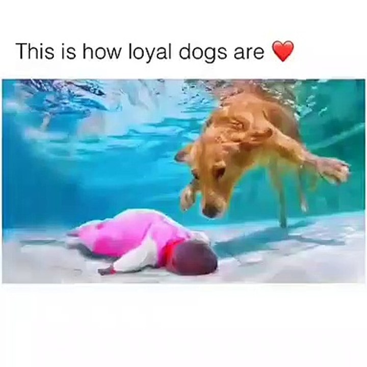 Voici la preuve que les chiens sont les animaux les plus loyaux du monde. Essayer de ne pas pleurer !