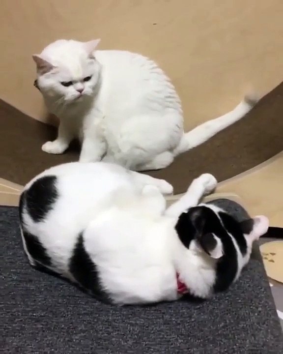 Ce que va faire ce magnifique chat est trop drôle. Regardez !