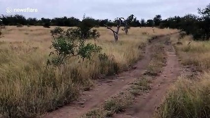 Blink and you’ll miss it! Leopard leaps into air to catch a bird mid-flight