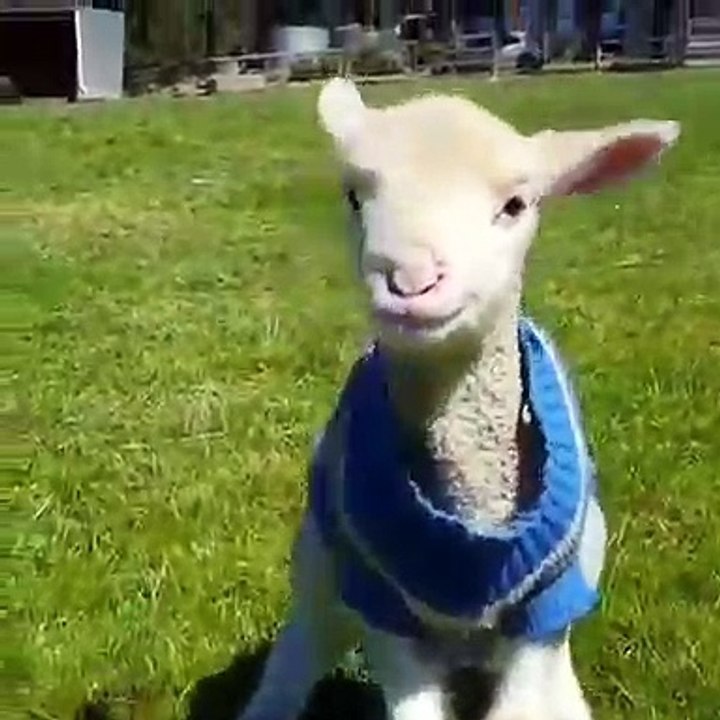 Regardez ce bébé mouton a un drôle de sourire !