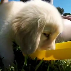 Ce superbe golden retriever va vous donner envie d'en avoir un. Trop beau !