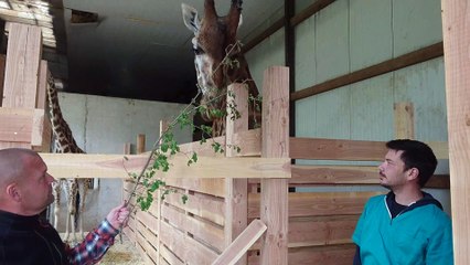 La nouvelle girafe du Zoo des 3 Vallées, à Montredon-Labessonnié (Tarn)