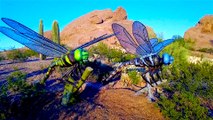 Big Bugs are at the Phoenix Zoo