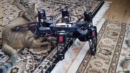 Il utilise un hexabot pour caresser son chat !