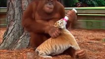 Cet Orang-outan a adopté un bébé tigre et le nourrit au biberon