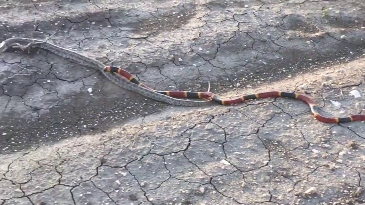 Ce serpent corail ne laisse aucune chance à l'autre serpent