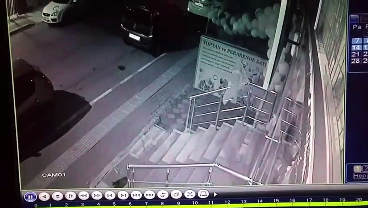 Ces chiens ont embêté le mauvais chat !