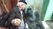 Ce gorille et ce visiteur du zoo ont l'air de bien s'apprécier