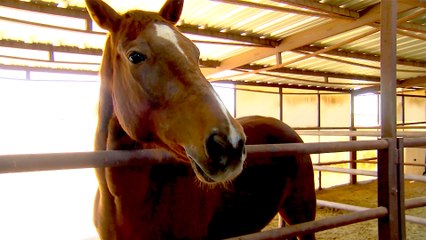Wild Horses at the Yavapai Humane Society Equine Center