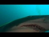 Grey Nurse Shark Swims Over Scuba Diver