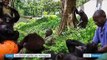 Congo : les derniers gorilles des montagnes