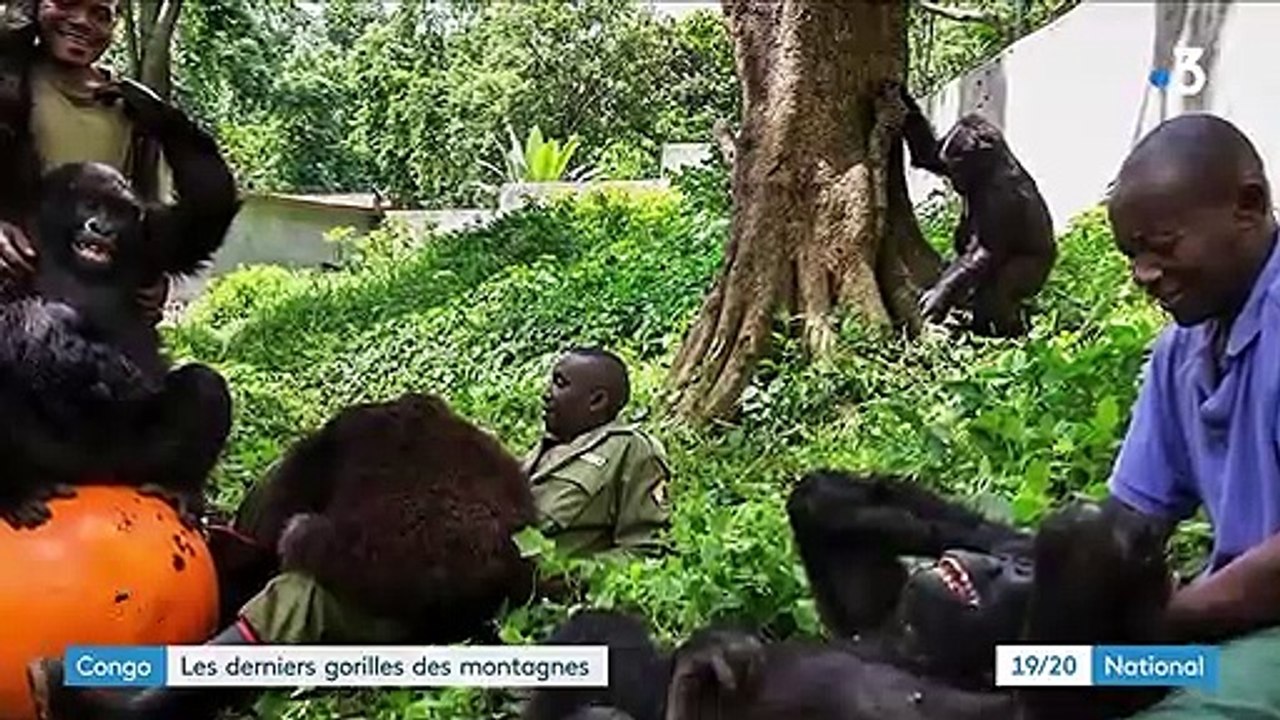 Congo : les derniers gorilles des montagnes