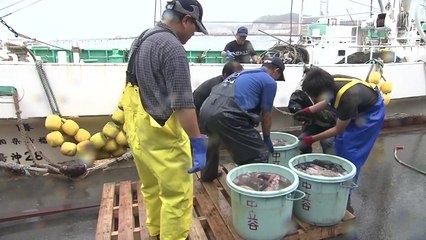 日, 후쿠시마 수산물 수입재개 요청...韓 "수용 불가" / YTN