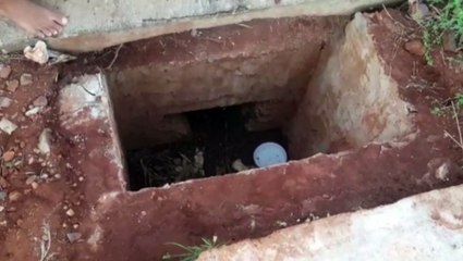 Cães caem em bueiro e Bombeiros são chamados