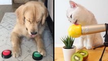 Dog Knows What He Wants & Soothing Cat ASMR