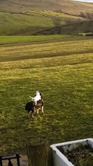 Dog Goes on Wild Ride