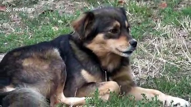 Adorable cuddly friendship forms between this cat and dog