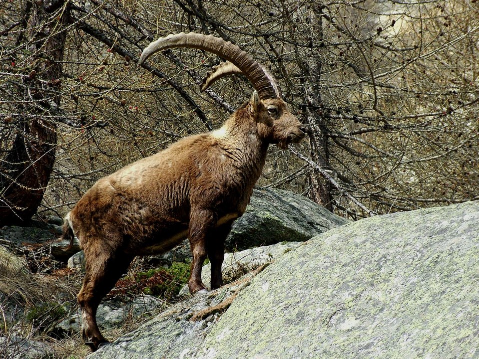 Réintroduits il y a 60 ans, les bouquetins sont 9 000 dans les Alpes françaises