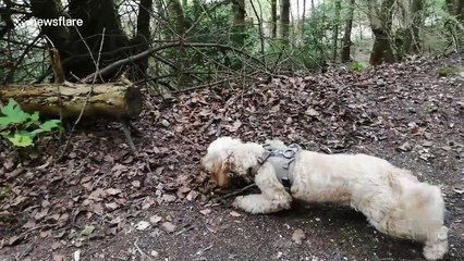 Brave little Cockapoo fights 'animal-log' in the forest