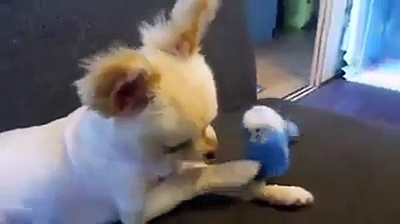 Their parakeet is talking to the dog - Funny & Cute