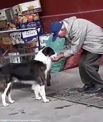 Touching video between people and dogs - Heart touching video