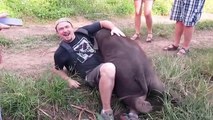 Cet éléphanteau adore les gros calins...