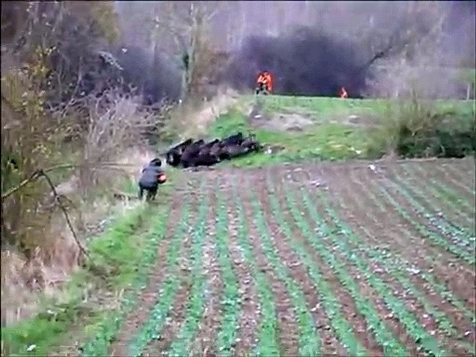 Quand des dizaines de sangliers déboulent au mauvais endroit