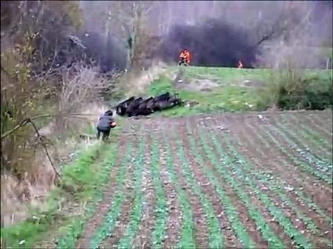 Quand des dizaines de sangliers déboulent au mauvais endroit