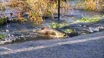 Des saumons traversent la route pendant la crue d'une rivière