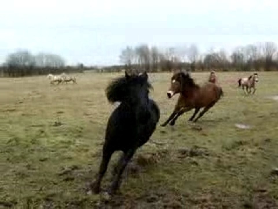 Chevaux en Normandie n°2