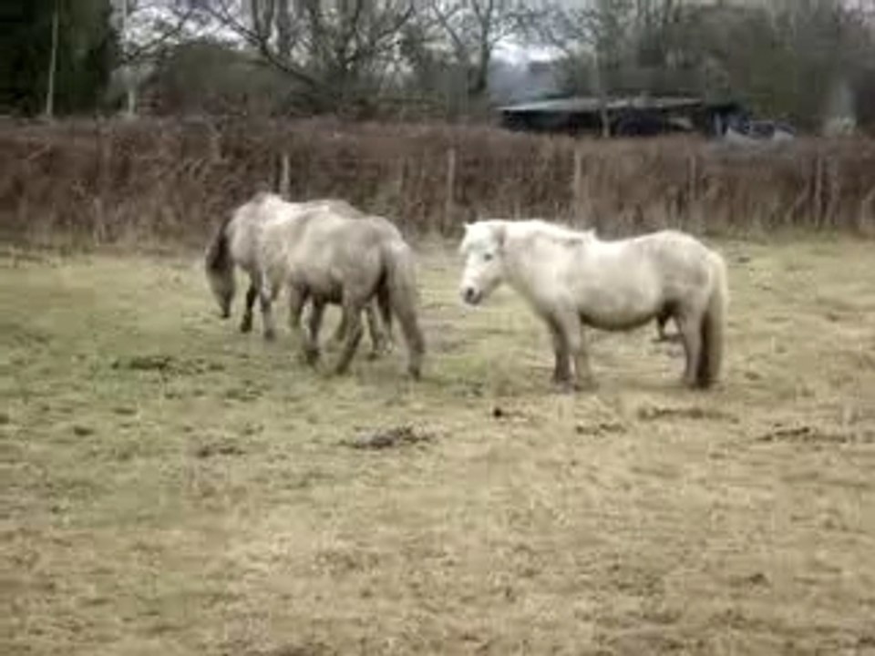 Chevaux en Normandie n°3