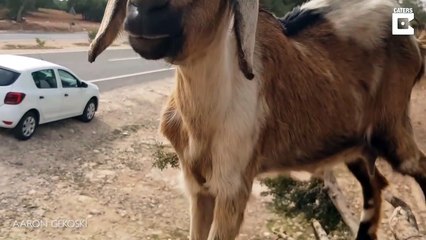 الماعز يتسلق الأشجار في المغرب